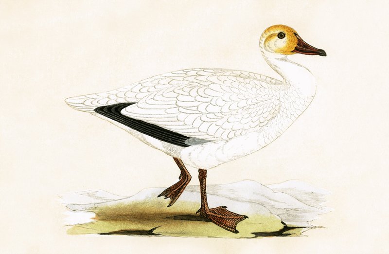 Kar Kazı, Charles Robert Bree (1811-86) tarafından 