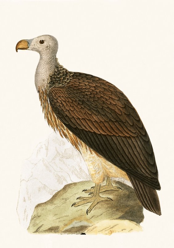 Sosyal Akbaba, Charles Robert Bree (1811-86) tarafından yayınlanan 