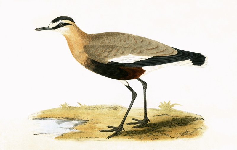 Social Plover, Charles Robert Bree (1811-86), 1867