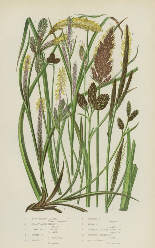 Yumuşak Kahverengi Carex, Bracteated Marsh Carex, Yakın Başlı Alp Carex, Hoary Carex, Siyah Carex … (renkli lito) by English School