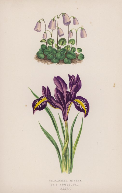 Soldanella Minimum; İris Reticulata (renkli taş) by English School
