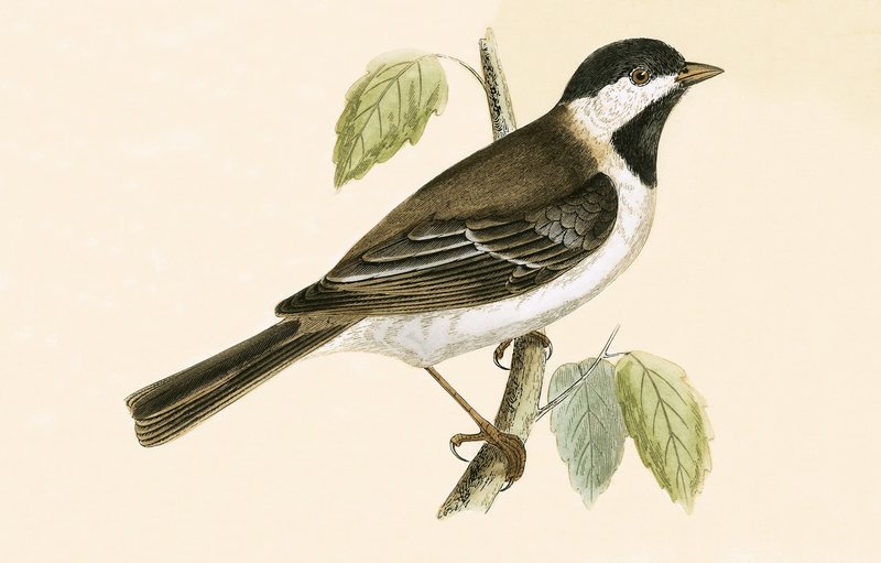 Sombre Tit, Charles Robert Bree (1811-86) tarafından 