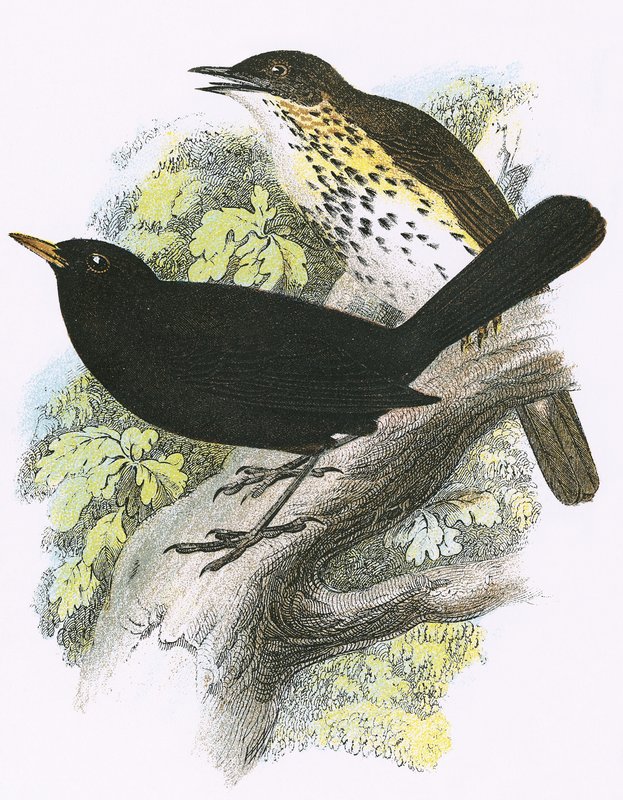 Song-Thrush (üstte) ve Blackbird (altta) by English School