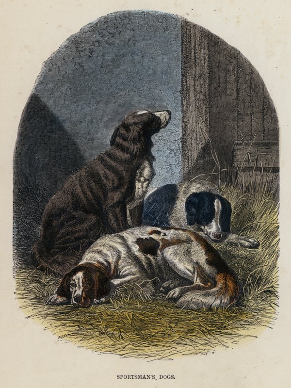 Sporcunun Köpekleri (renkli gravür) by English School