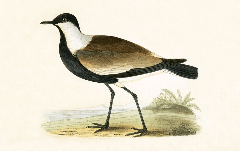 Mahmuz Kanatlı Cılıbıt, Charles Robert Bree (1811-86) tarafından 