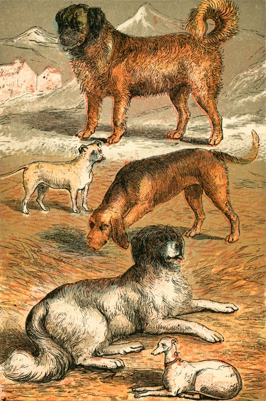 St Bernard, Bulldog, Bloodhound, Newfoundland ve İtalyan Greyhound by English School