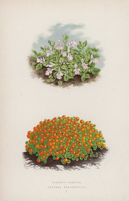 Stachys Korsika; Nertera Scapanioides (renkli taş) by English School