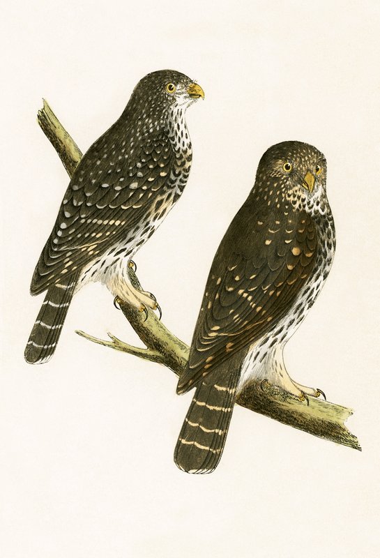 Strix Pusilla, Charles Robert Bree (1811-86) tarafından 