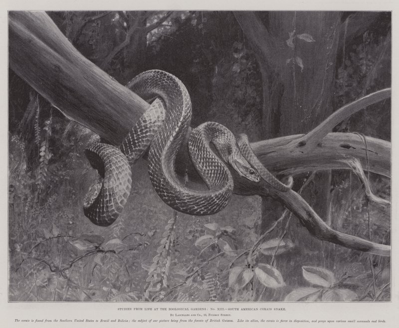 Zoolojik Bahçelerde Yaşamdan Çalışmalar, Güney Amerika Corais Snake (lito) by English School