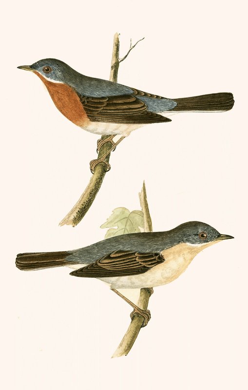 Sub Alpine Warbler, Charles Robert Bree (1811-86) tarafından 