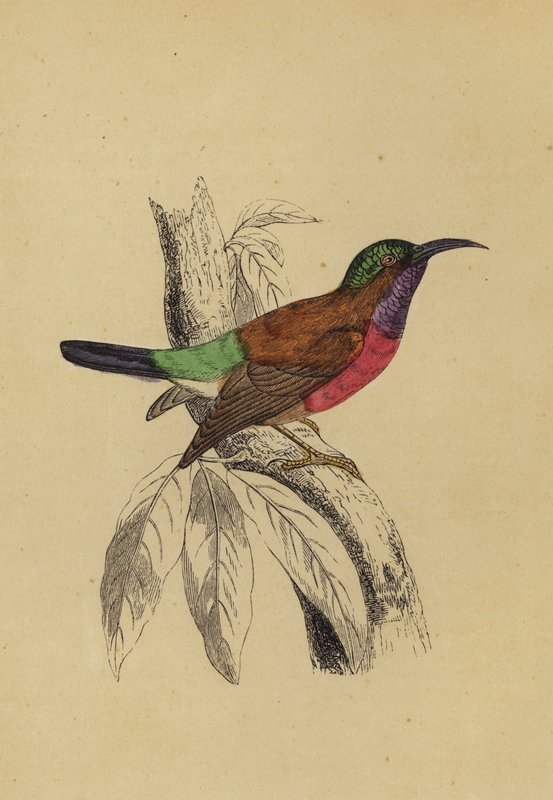 Sun Bird (renkli taş) by English School