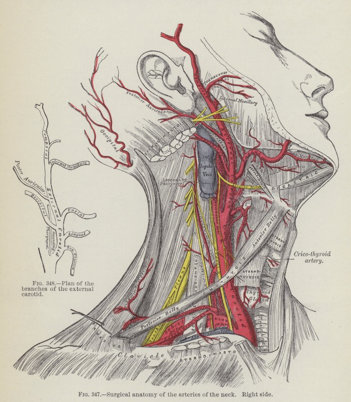 Boyun arterlerinin cerrahi anatomisi, sağ taraf (gravür) by English School