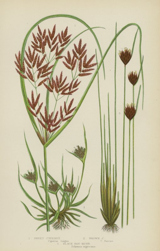 Sweet Cyperus, Brown Cyperus, Black Bog-Rush (renkli lito) by English School