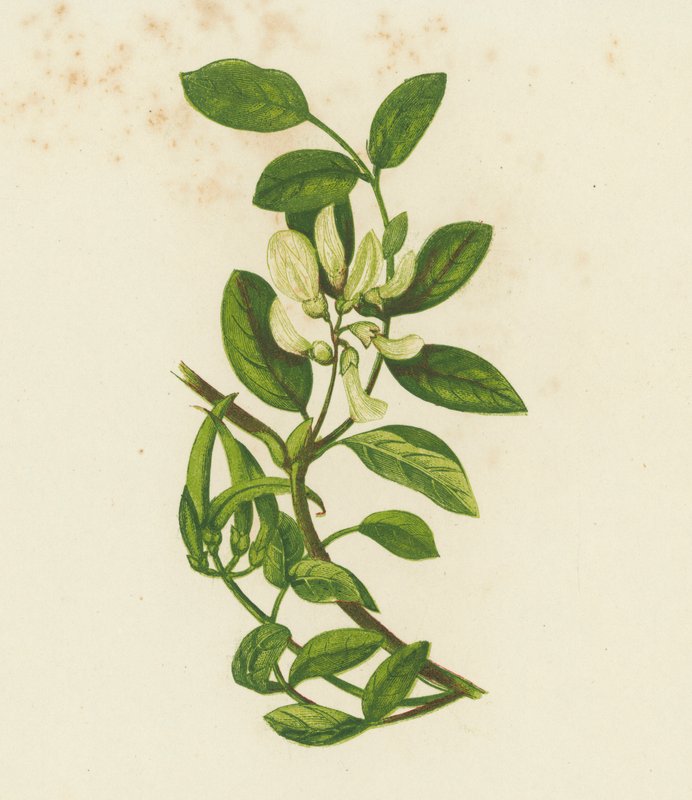 Tatlı Süt Fiğ, Astragalus Glyciphyllus (renkli lito) by English School