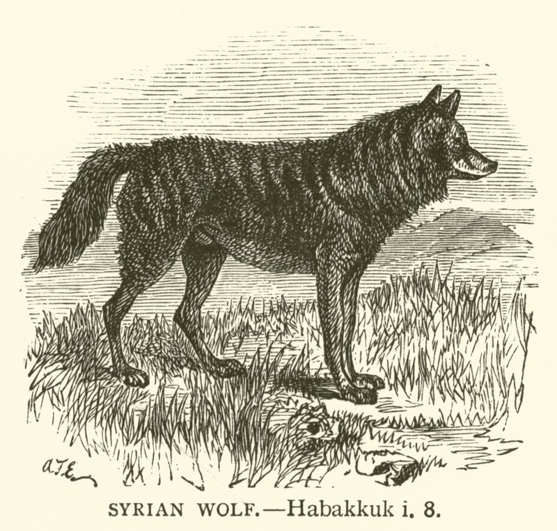 Suriye Kurdu, Habakkuk, ben, 8 (gravür) by English School