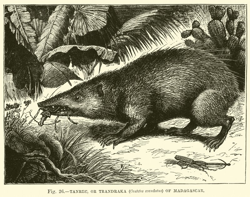 Madagaskar Tanrec veya Trandraka (Centetes ecaudatus) by English School