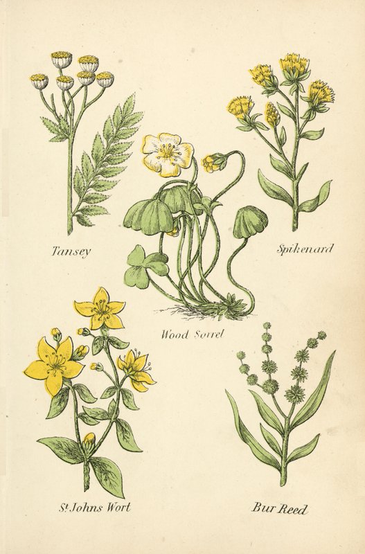 Tansey, Spikenard, Kuzukulağı, Sarı Kantaron, Bur Reed by English School