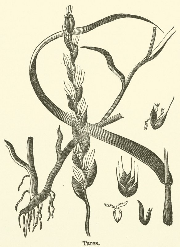 Dara (gravür) by English School