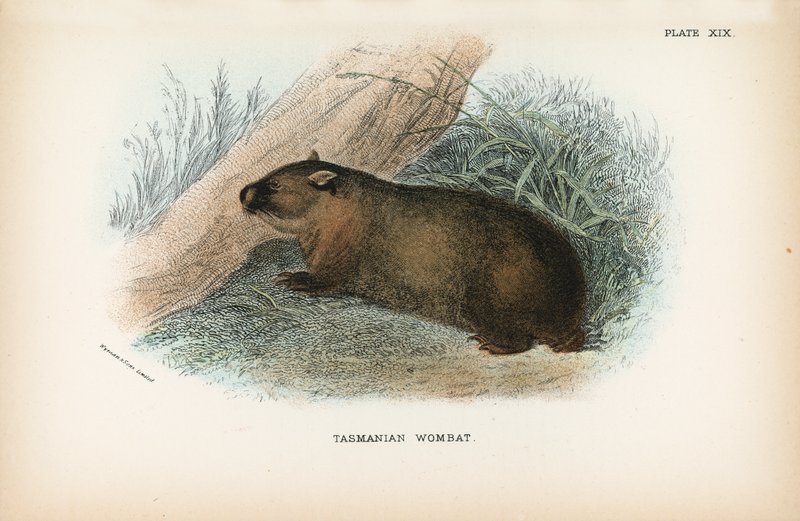 Tazmanya Wombat