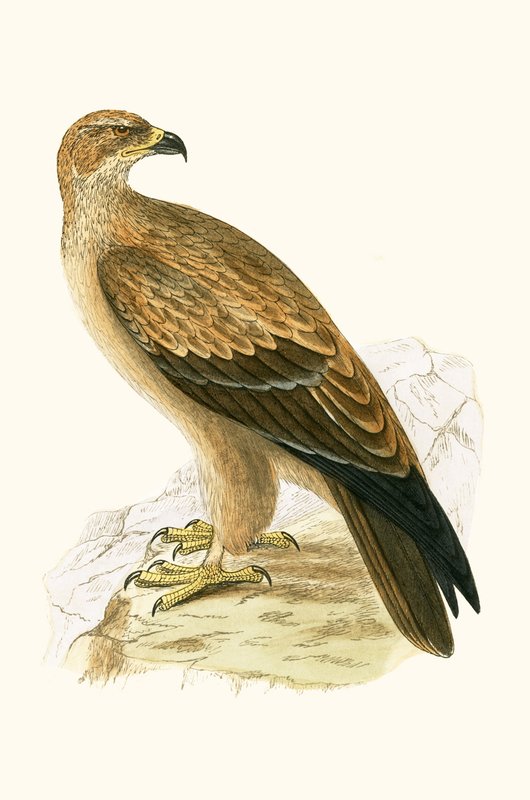 Tawny Eagle, Charles Robert Bree (1811-86) tarafından 