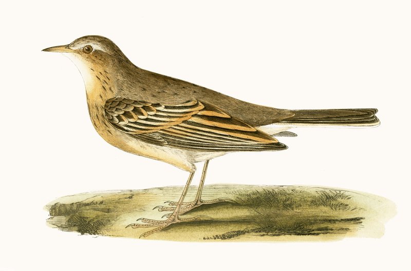 Tawny Pipit, Charles Robert Bree (1811-86) tarafından 