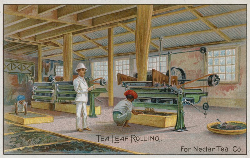 Tea Leaf Rolling, Nectar Tea Co için, ticari kart by English School