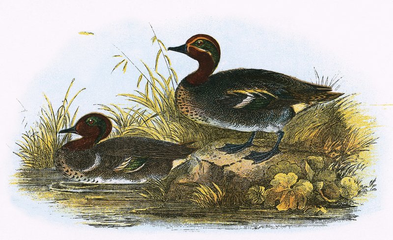 Teal (sağda) ve Amerikan Teal (solda) by English School