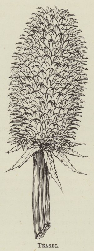 Teasel (gravür) by English School