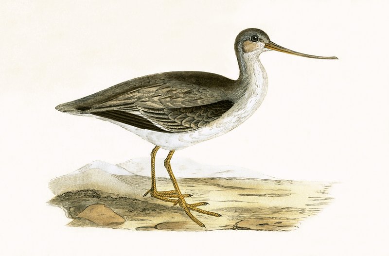 Terek Godwit, Charles Robert Bree (1811-86) tarafından 