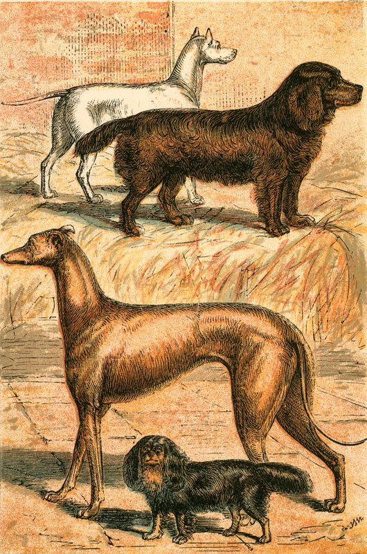 Teriyer, Spaniel, Greyhound ve Kral Charles Spaniel by English School