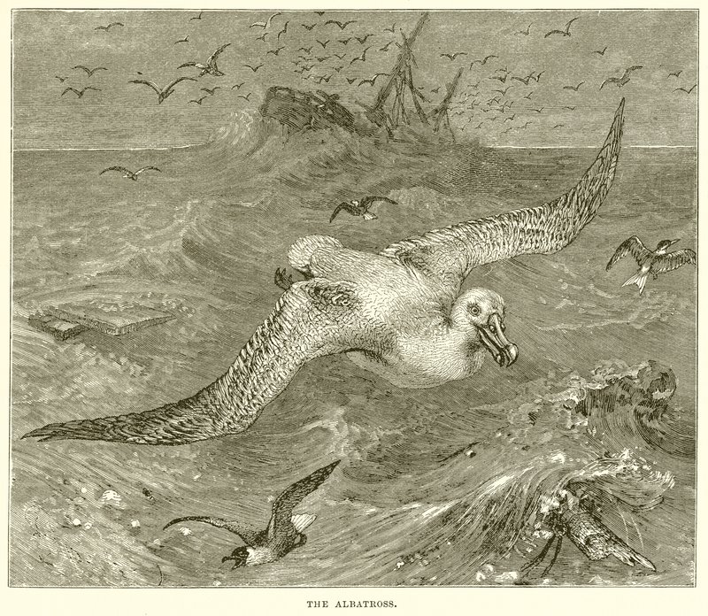 Albatros by English School