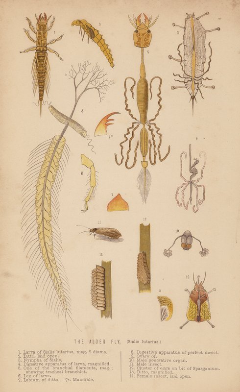 Kızılağaç Sineği, Sialis lutarius (litho) by English School