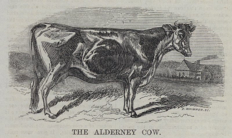 Alderney İneği (gravür) by English School