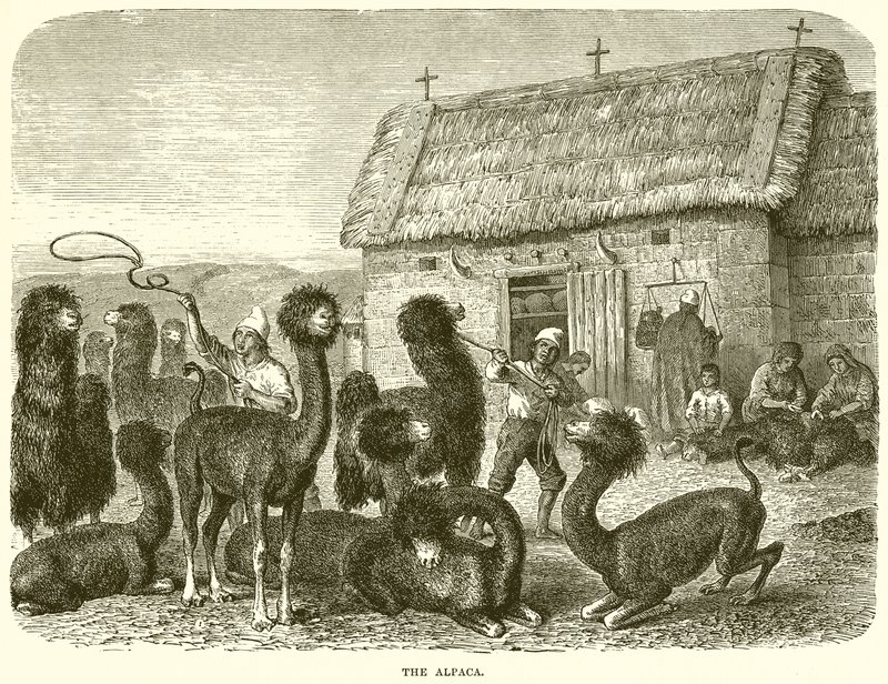 Alpaka by English School