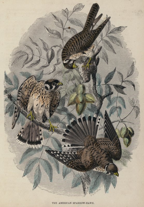 Amerikan Serçe-Hawk (renkli gravür) by English School