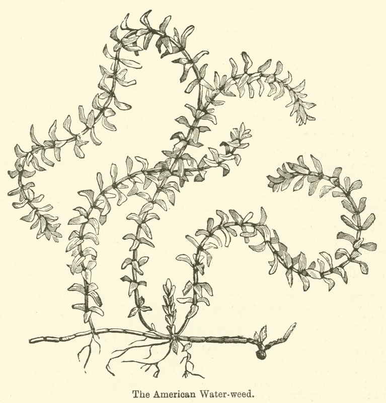 Amerikan Su otu (gravür) by English School