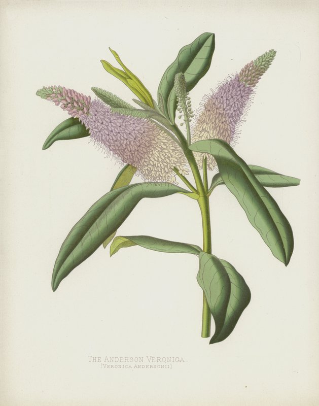 Anderson Veronica, Veronica Andersonii by English School
