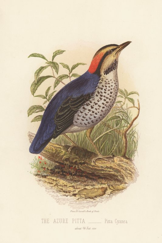 Azure Pitta, Pitta Cyanea (renkli lito) by English School