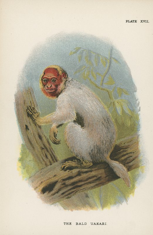 Kel Uakari by English School