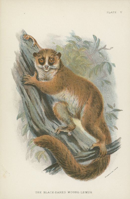 Kara Kulaklı Fare-Lemur by English School