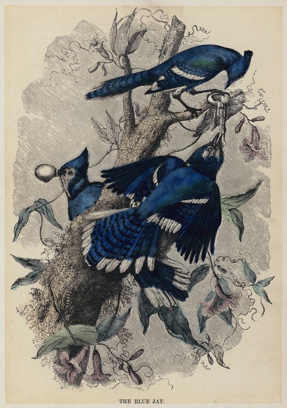 Blue Jay (renkli gravür) by English School