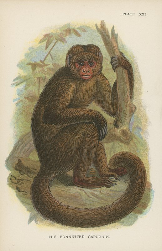 Kapüşonlu Capuchin by English School