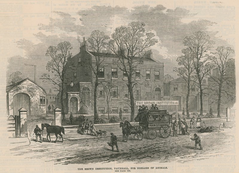 Hayvan hastalıkları için Brown Enstitüsü, Vauxhall by English School