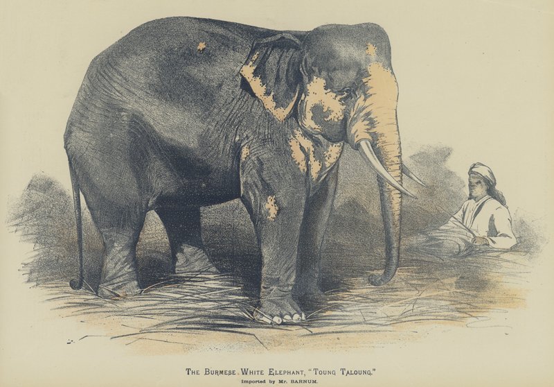 Bay Barnum tarafından ithal edilen Birman Beyaz Fili, "Toung Taloung" (renkli taş) by English School