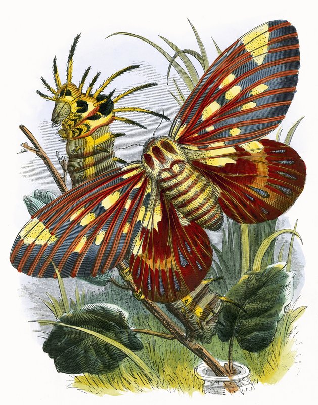 Kelebek Vivaryumu by English School