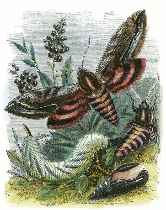 Kelebek Vivaryumu by English School
