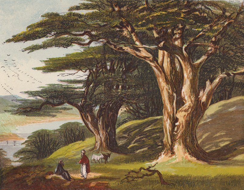 Lübnan Sedirleri (renkli litho) by English School