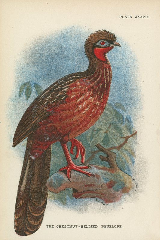 Kestane Karınlı Penelope by English School