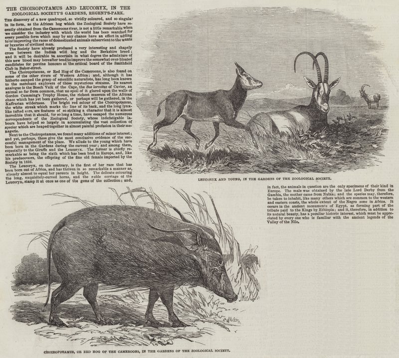 Choiropotamus ve Leucoryx, Zoological Society