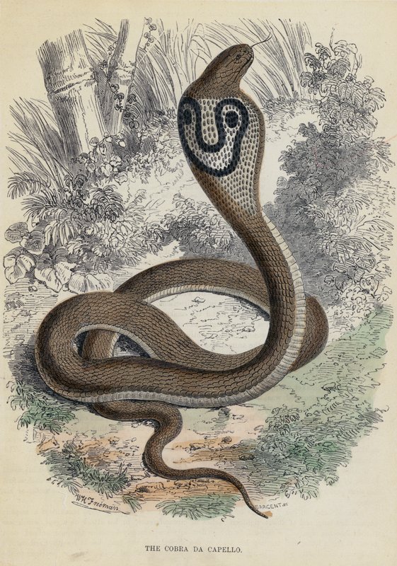 Cobra Da Capello (renkli gravür) by English School